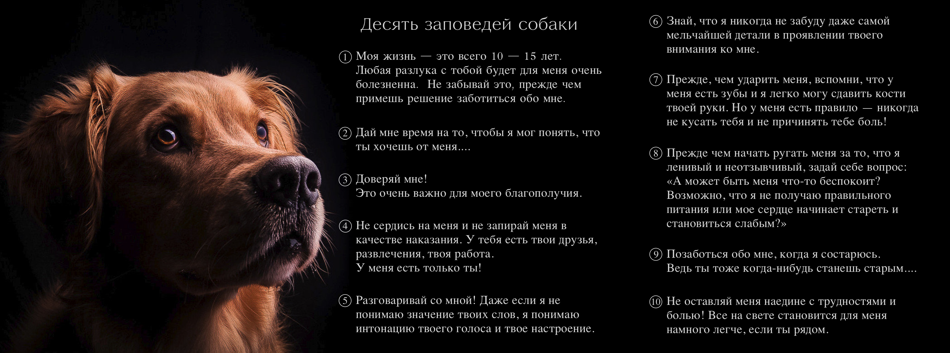 Десять заповедей собаки / хозяина собаки